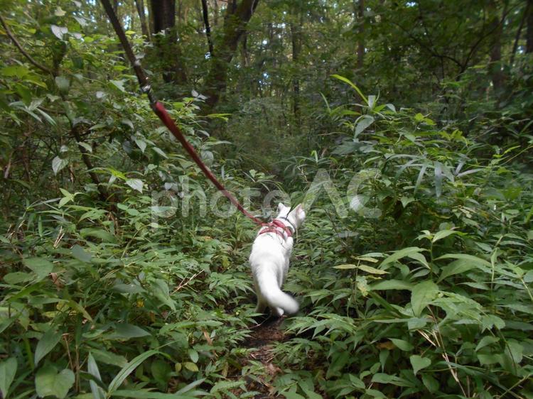 こもれびの森の散策路を白猫がお散歩 猫,ネコ,ねこの写真素材