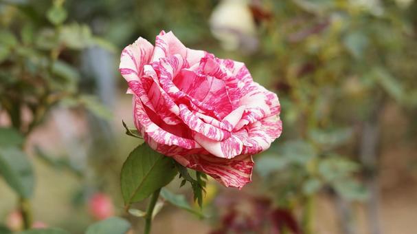 【薔薇】アルフレッド シスレー rose,植物,園芸の写真素材