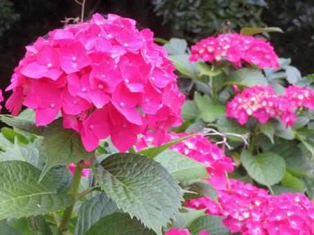 濃ピンクのアジサイ 濃ピンクのアジサイ アジサイ,紫陽花,梅雨の写真素材