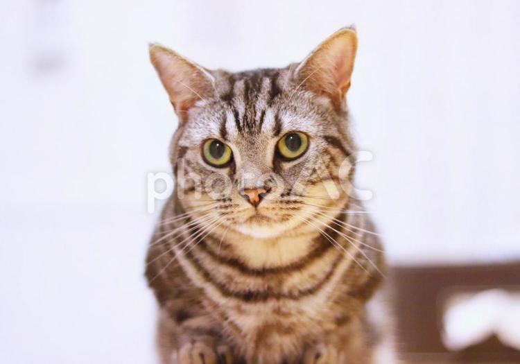 カメラ目線をちょっとそらす猫 猫,ねこ,ネコの写真素材