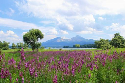 檜原湖畔のみそはぎと磐梯山 檜原湖畔のみそはぎと磐梯山の写真
