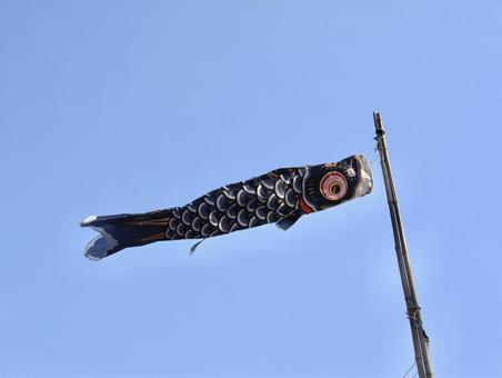 carp streamer, JPG carp streamer, JPG