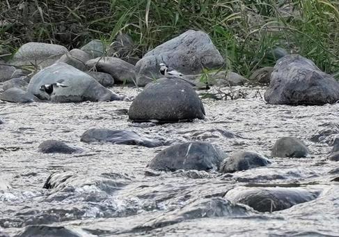 川面に遊ぶハクサキレイ 秋の風景,相模川,野鳥の写真素材