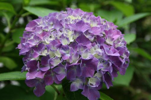 アジサイ・紫陽花のマクロ写真 アジサイ・紫陽花のマクロ写真の写真