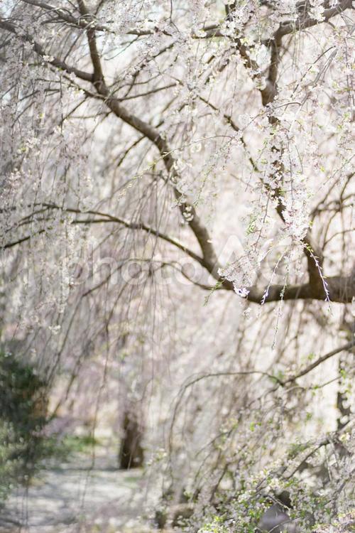 枝垂れ桜 桜,春,枝垂れ桜の写真素材