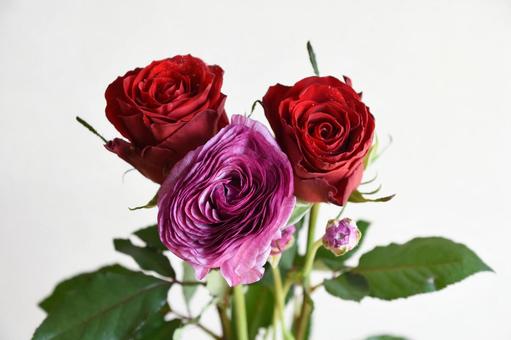 ラナンキュラスとばら ラナンキュラス,紫,ばらの写真素材