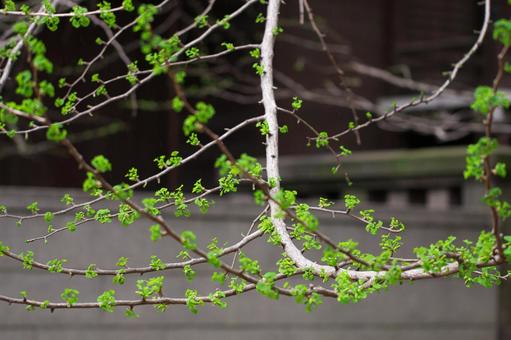 雨の日のイチョウの写真