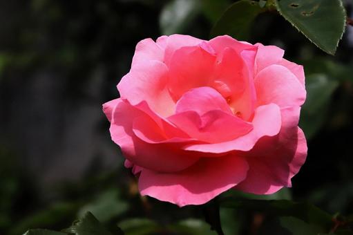 バラの花 バラの花の写真