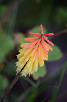 トリトマ トリトマの写真