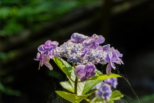 Hydrangea in the sunlight, JPG Hydrangea in the sunlight, JPG