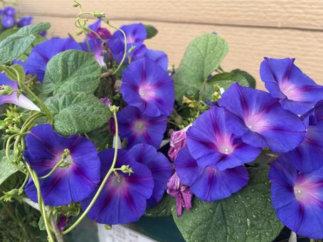 アサガオ アサガオ,朝顔,花の写真素材