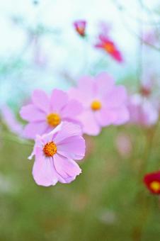 柔らかな光に包まれるピンクコスモスの写真