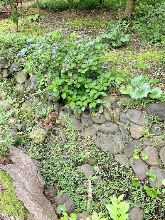 東京風景・日比谷公園 日比谷公園,枯れ沢,木の写真素材