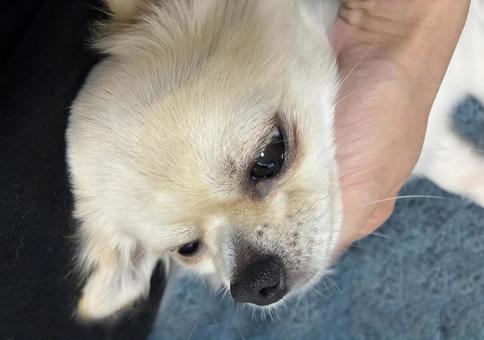 飼い主に撫でられるチワワ チワワ,飼い主,撫でられるの写真素材