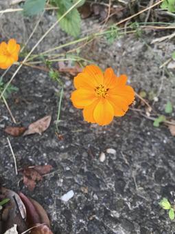 黄色い花 黄色い花の写真