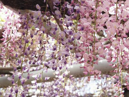 藤の花 藤の花 藤の花,藤,藤棚の写真素材