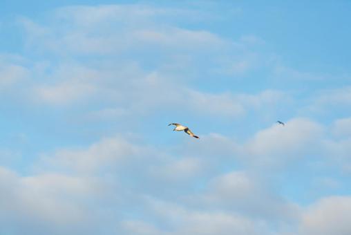 大空を優雅に舞うセグロカモメ 大空を優雅に舞うセグロカモメの写真