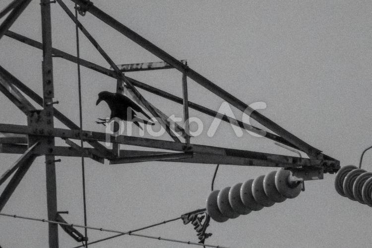 送電塔の上で人知れずジャンプするカラス モノクロ,動物,烏の写真素材