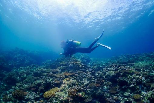 沖縄・西表島 青い海と珊瑚礁 沖縄・西表島 青い海と珊瑚礁 スキューバダイビング,ダイビング,珊瑚礁の写真素材