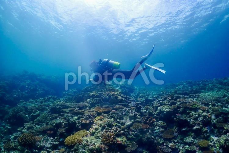 沖縄・西表島　青い海と珊瑚礁 スキューバダイビング,ダイビング,珊瑚礁の写真素材