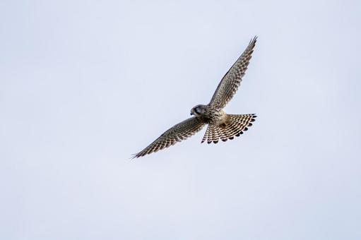 チョウゲンボウ(67) 鳥,チョウゲンボウ,ホバリングの写真素材