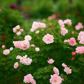 満開のピンクの薔薇 満開のピンクの薔薇の写真