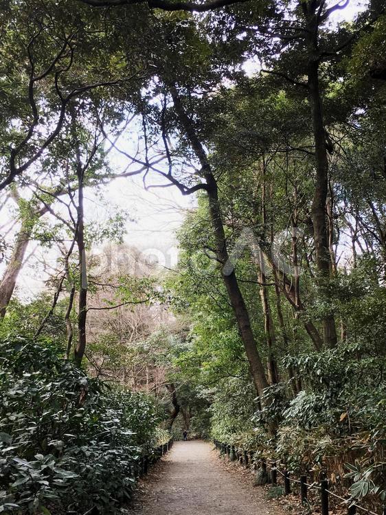 自然教育園の木立 公園,国立科学博物館,自然の写真素材