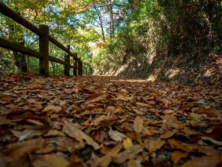 秋11 秋,枯葉,落ち葉の写真素材