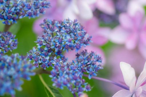 紫陽花12 紫陽花12 紫陽花,植物,花の写真素材