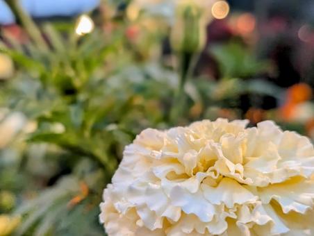 ダリア ダリア,白,ホワイトの写真素材