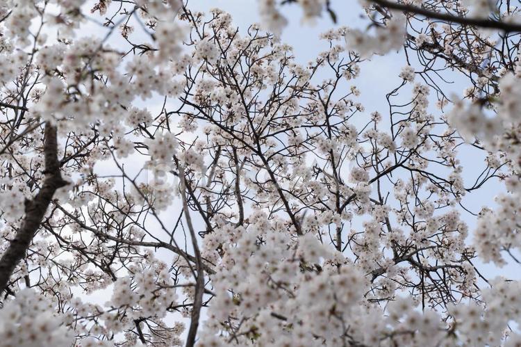 満開の桜が青空に映える⑤ 桜,春,満開の写真素材