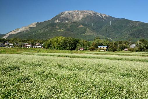 伊吹山とそば畑2 伊吹山とそば畑2 伊吹山,山,そば畑の写真素材