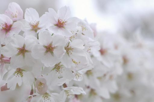 桜 桜の写真