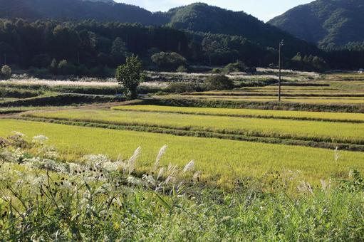 田園風景 稲穂,田んぼ,たんぼの写真素材