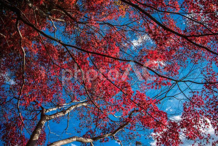 【東京・御嶽】紅葉・紅葉のイメージ 御嶽,観光,御嶽山の写真素材