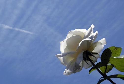 バラ [Rose]-007の写真