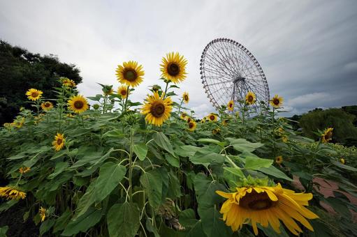 葛西臨海公園 ひまわりと観覧車 葛西臨海公園 ひまわりと観覧車の写真
