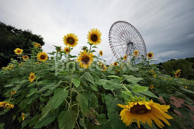 葛西臨海公園　ひまわりと観覧車 葛西臨海公園,東京都江戸川区,ダイヤと花の大観覧車の写真素材