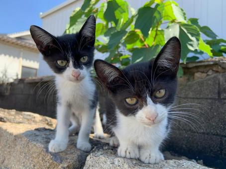 見つめる子猫 見つめる子猫 ネコ,動物,生き物の写真素材