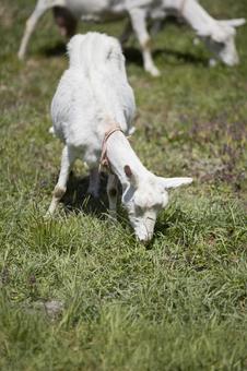 草を食べるヤギ 草を食べるヤギ ヤギ,可愛い,野原の写真素材