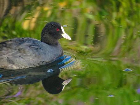 川で泳ぐオオバン 川で泳ぐオオバン オオバン,大鷭,鳥の写真素材