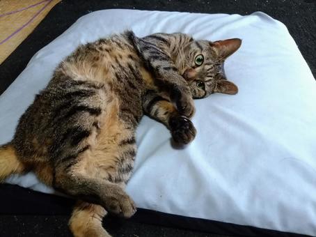 Photo, a pet, family, animal, 