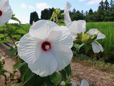 アメリカフヨウ 夏の巨大な白い花 アメリカフヨウ 夏の巨大な白い花 アメリカフヨウ,アオイ科,多年草の写真素材