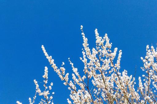 青空に映える満開の白梅 梅,迎春,梅の花の写真素材