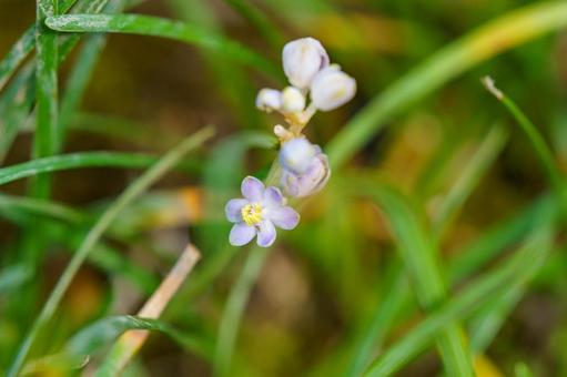 可憐なヒメヤブランの花 可憐なヒメヤブランの花の写真