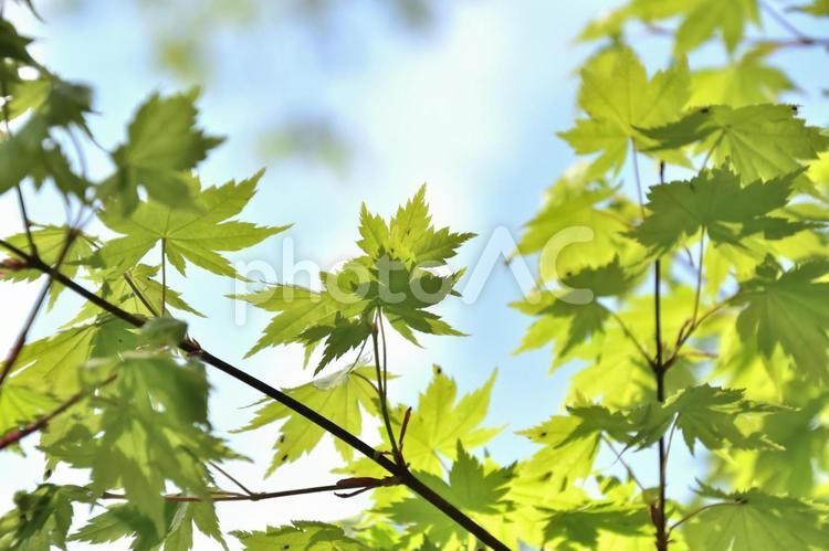 もみじの新緑　1 新緑,青空,春の写真素材