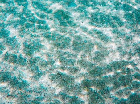 砂地に光 砂地に光の写真