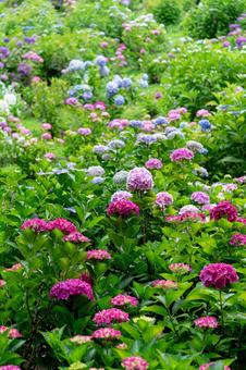 形原温泉アジサイの里　満開のアジサイ 紫陽花,アジサイ,形原温泉の写真素材
