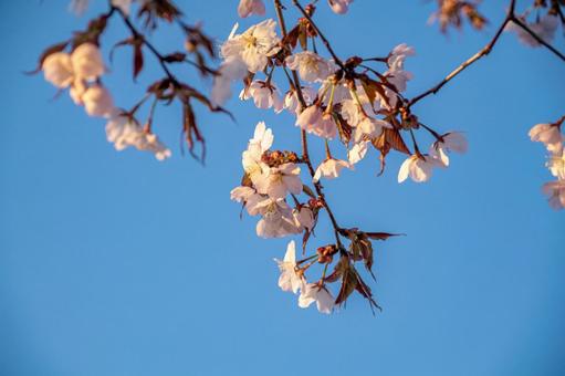西日を受ける桜の花2 西日を受ける桜の花2の写真