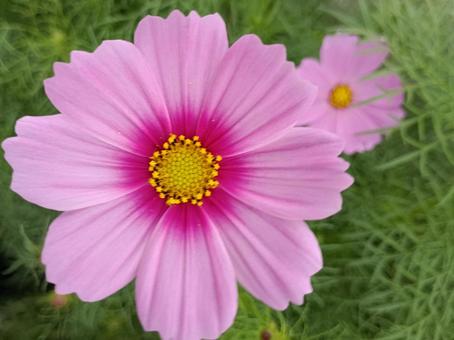 コスモスの親子 コスモスの親子の写真